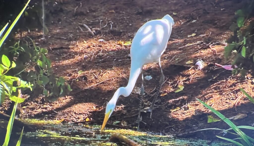 Tour - Galveston Spring Migration - 06