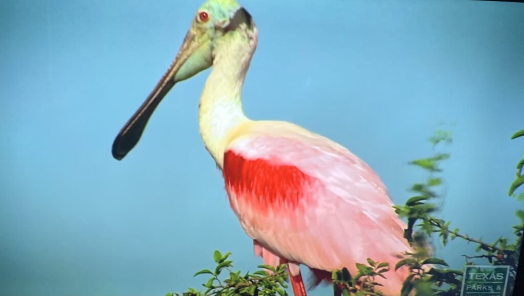 Tours – Galveston Spring Migration (2026)