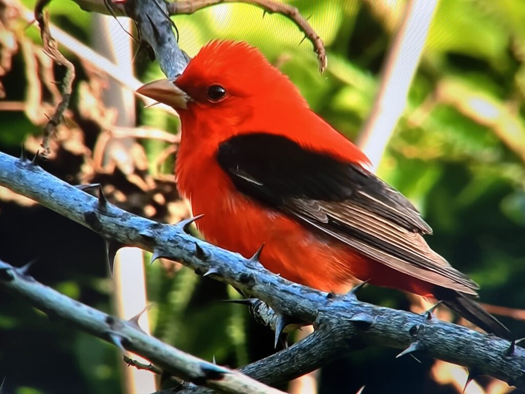 Scarlet Tanager