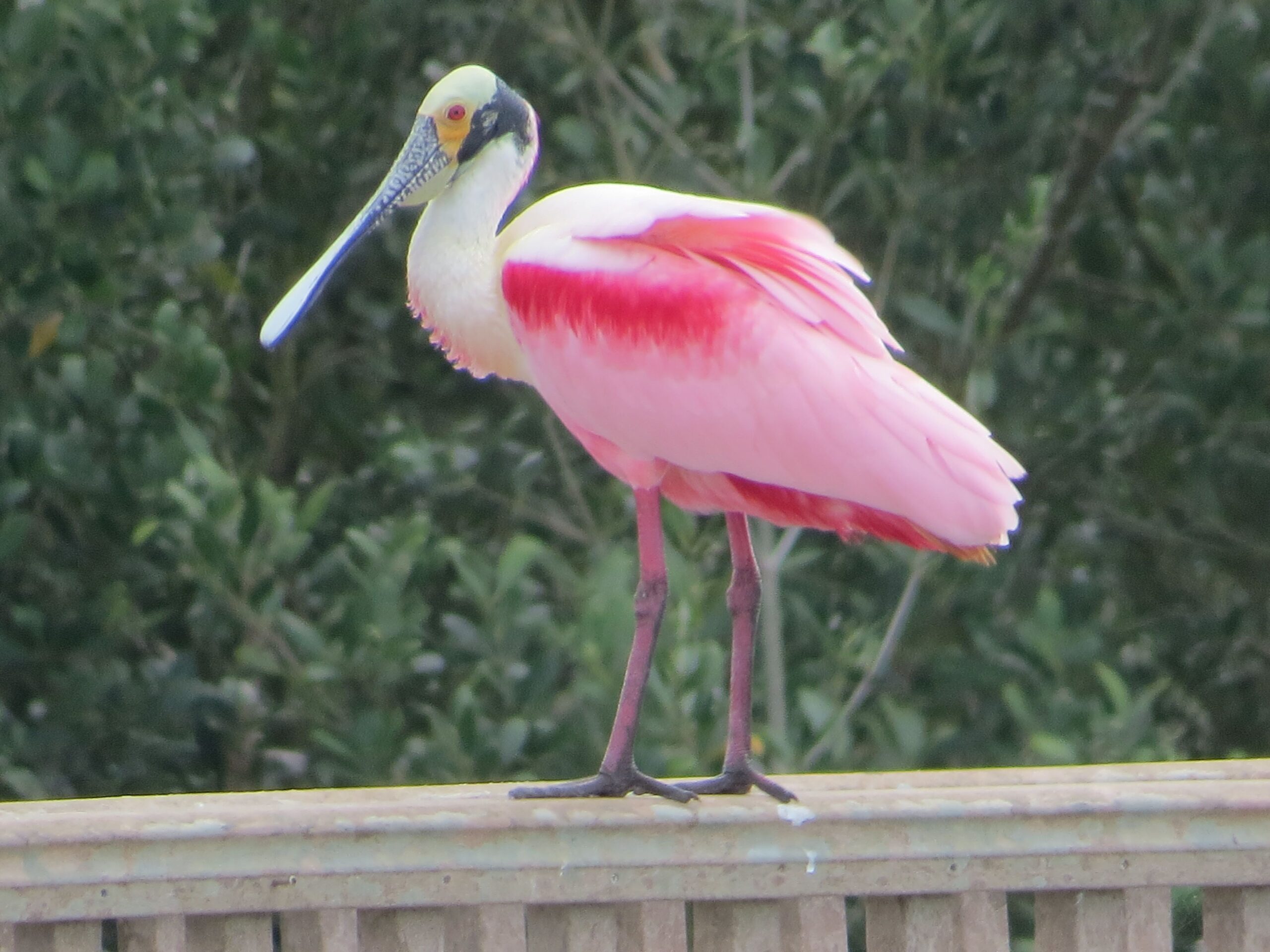Complete Guide to Rio Grande Valley Birds - ROSP SPICC