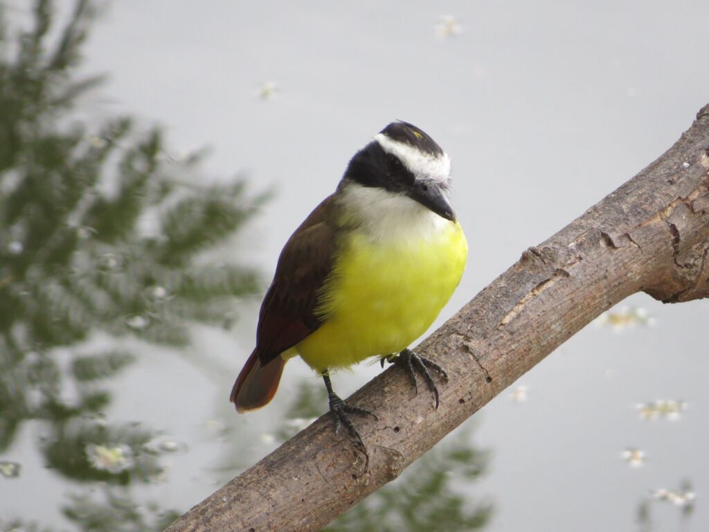 Great kiskadee